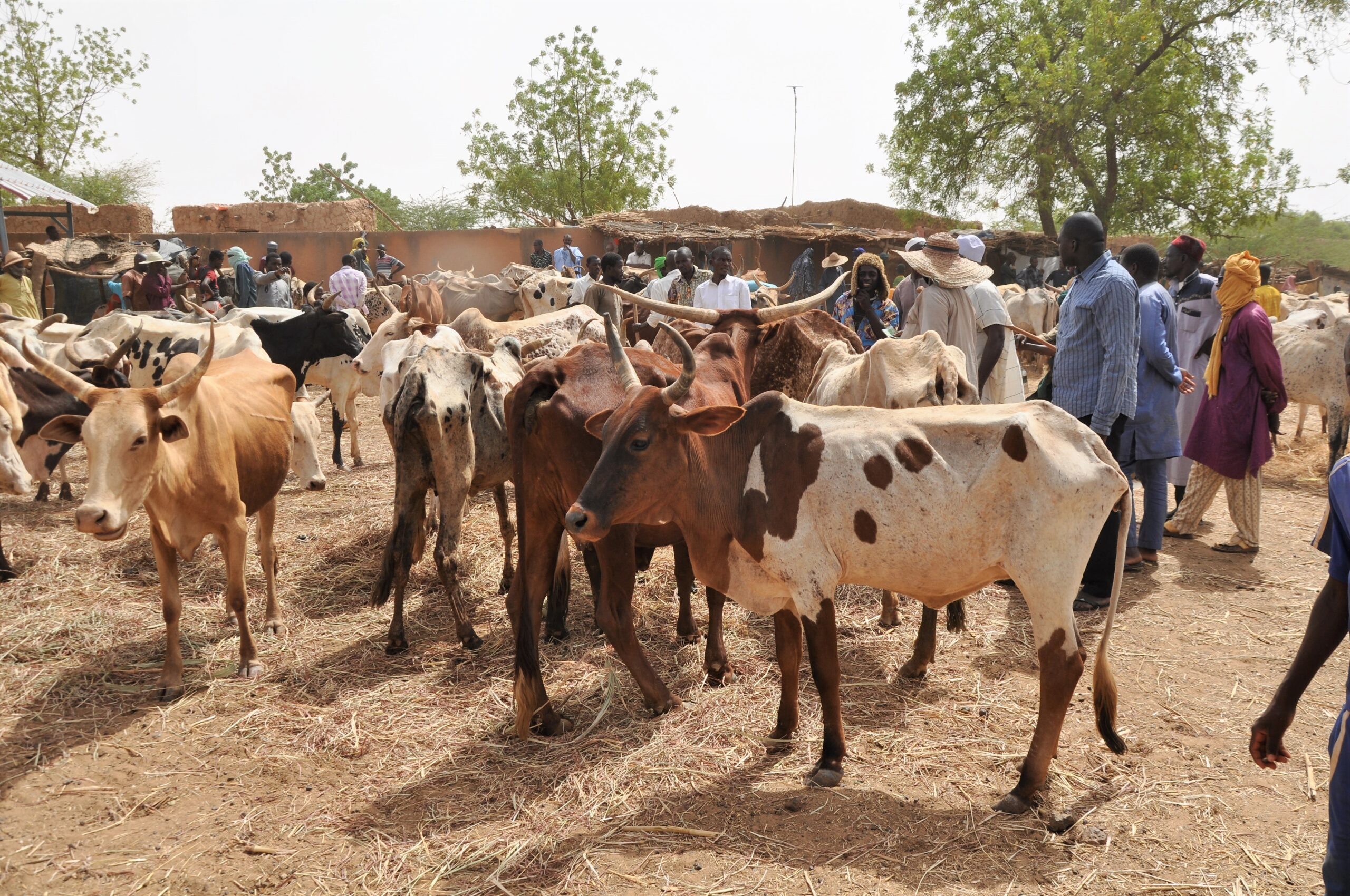 Cattle market: Safety first, merriment later